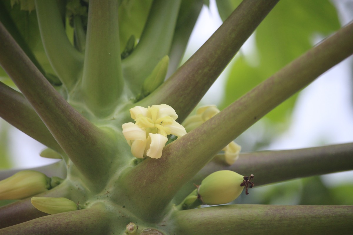 Carica papaya L.